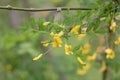 Siberian peashrub close up, Caragana arborescens Royalty Free Stock Photo