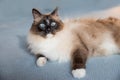 Siberian pedigree cat with blue eyes, lying at the carpet floor Royalty Free Stock Photo