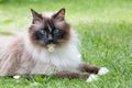 Siberian pedigree cat with blue eyes, relaxing on the grass in the garden, with daisy flower Royalty Free Stock Photo