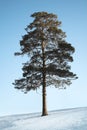 The Siberian pine Royalty Free Stock Photo