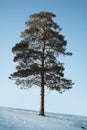 The Siberian pine Royalty Free Stock Photo