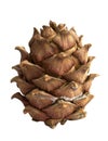 Siberian pine cone