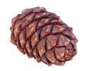 Siberian pine cone