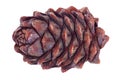 Siberian pine cone