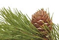 Siberian pine cone with branch Royalty Free Stock Photo