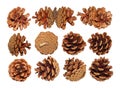 Pine cone.Christmas set elements for decoration. Royalty Free Stock Photo