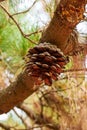 Siberian pine cone on a branch of a wild coniferous tree Royalty Free Stock Photo