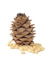 Siberian pine cone