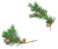 Siberian pine cones