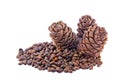 Siberian pine cones and nutlets