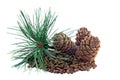 Siberian pine cones and nutlets