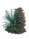 Siberian pine cones and nutlets