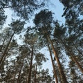 Siberian pine forest in autumn Royalty Free Stock Photo