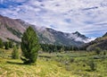 Siberian pine and mountain tundra Royalty Free Stock Photo