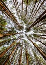 Siberian Pine Tree Forest