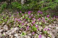 Siberian primrose is kandyk (Erythronium sibiricum) Royalty Free Stock Photo