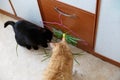 Black and a redhead cat eat green grass to improve digestion. Bunch of green grass for cats in the apartment