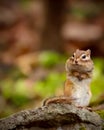 The Siberian Red Squirrel is staring at something and standing on a rock alone Royalty Free Stock Photo