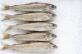 Siberian river fish grayling on white large crystals salt Royalty Free Stock Photo