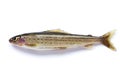Siberian river grayling close-up Royalty Free Stock Photo