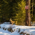 Siberian roe deer (Capreolus pygargus) under the no huntin' sign in the forest Royalty Free Stock Photo