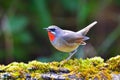 Siberian Rubythroat Bird Royalty Free Stock Photo