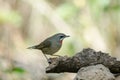 Siberian Rubythroat bird luscinia Sibilans