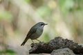 Siberian Rubythroat bird luscinia Sibilans