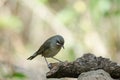 Siberian Rubythroat bird luscinia Sibilans