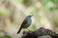 Siberian Rubythroat bird luscinia Sibilans