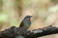 Siberian Rubythroat bird luscinia Sibilans