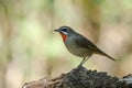 Siberian Rubythroat bird luscinia Sibilans