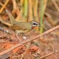 Siberian Rubythroat bird