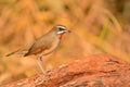 Siberian Rubythroat bird