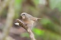 Siberian Rubythroat Royalty Free Stock Photo