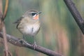 Siberian Rubythroat