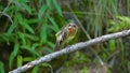 Siberian Rubythroat