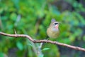 Siberian Rubythroat