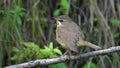 Siberian Rubythroat