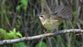 Siberian Rubythroat