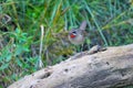 Siberian Rubythroat