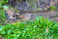 Siberian Rubythroat