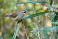 Siberian Rubythroat