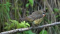 Siberian Rubythroat