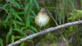 Siberian Rubythroat