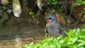 Siberian Rubythroat