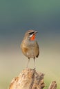 Siberian Rubythroat perching on the tree trunk