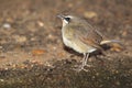 Siberian rubythroat Royalty Free Stock Photo