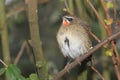 Siberian rubythroat Royalty Free Stock Photo
