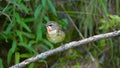 Siberian Rubythroat